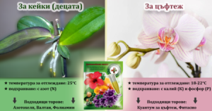 резултат от ползване на цитокининова паста