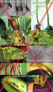 действие на Фитоспорин