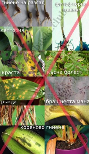 действие на Фитоспорин