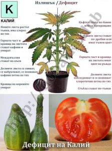 дефицит и излишък на калий