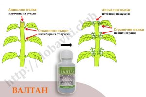Валтан - резултат