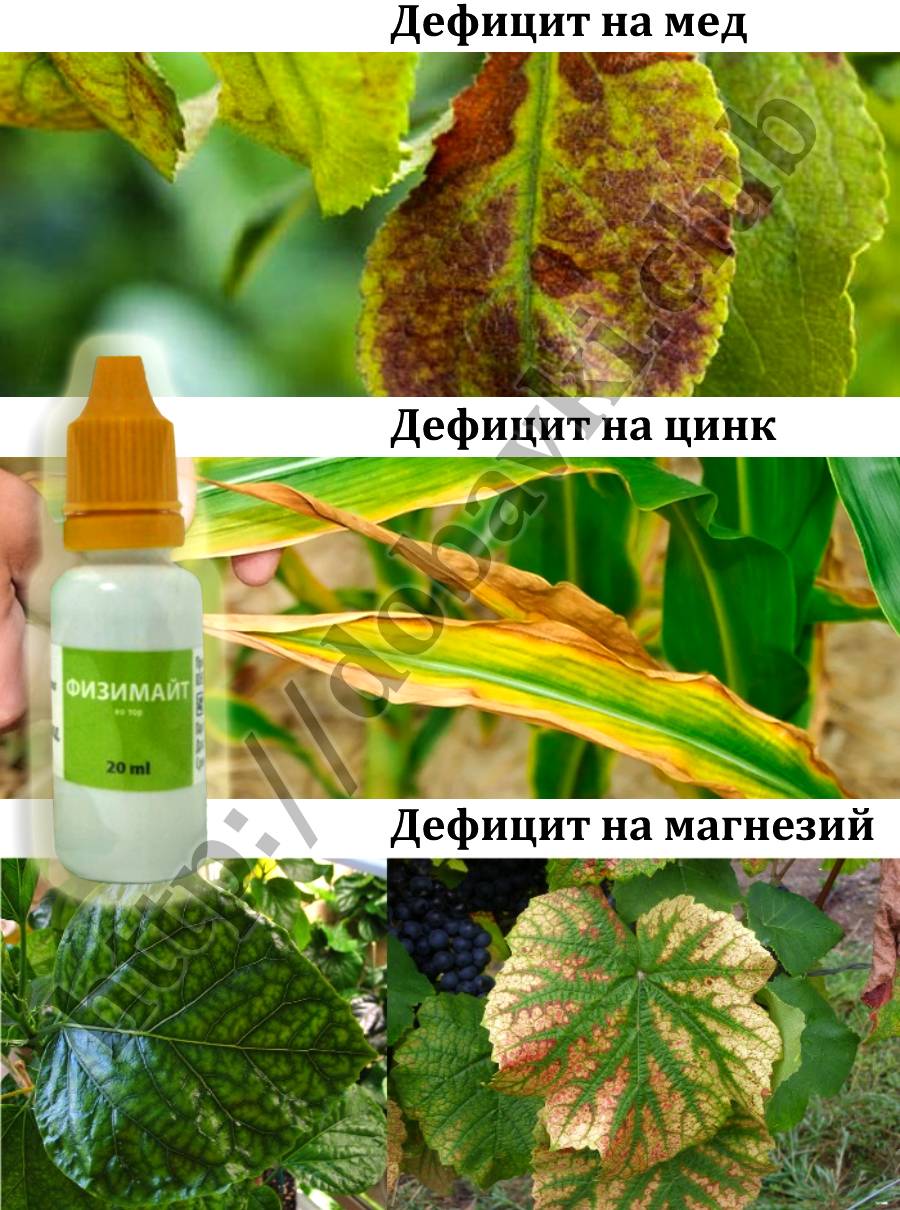 Физимайт - dobavki.club Физимайт - кога се ползва