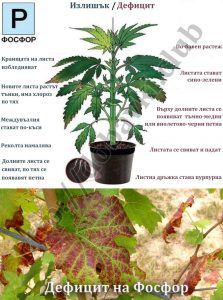 Излишък и дефицит на Фосфор
