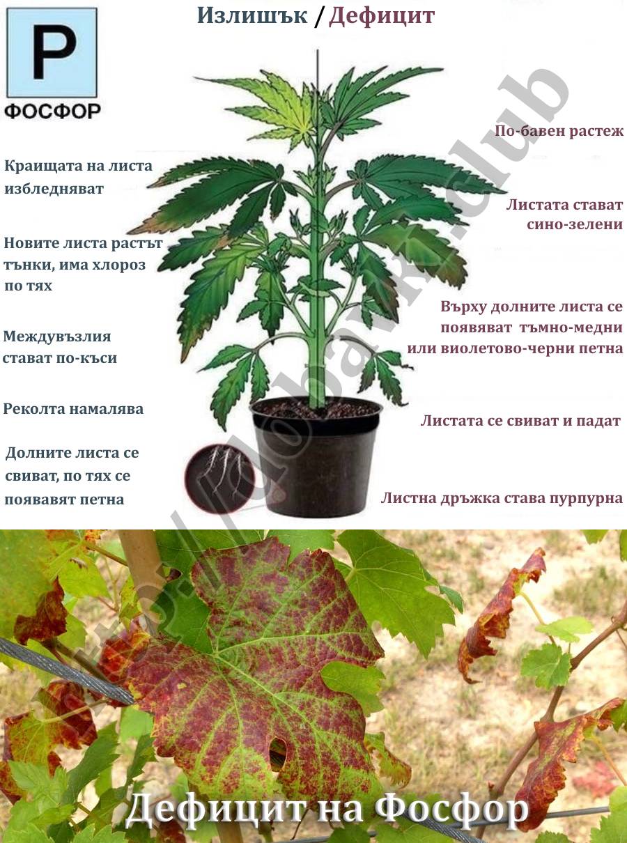 Излишък и дефицит на Фосфор - dobavki.club Излишък и дефицит на Фосфор