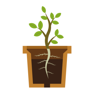 За корени