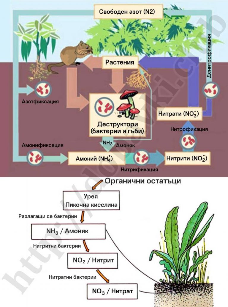Амониев Хлорид (Нишадър) + мярка за 1 г – Добавки за растения